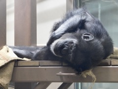 寝ているチンパンジー(天王寺動物園・ナイトZOO)