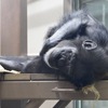 寝ているチンパンジー(天王寺動物園・ナイトZOO)