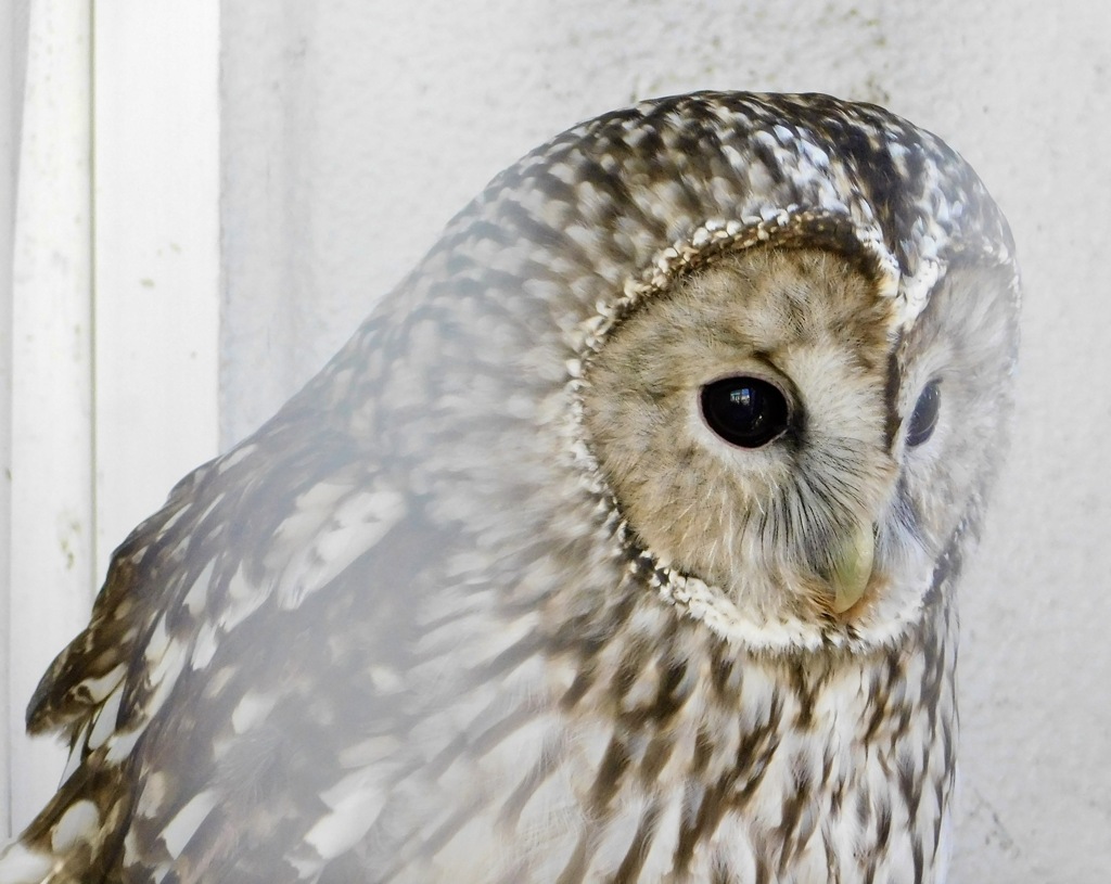 ホンドフクロウ(足立区生物園)