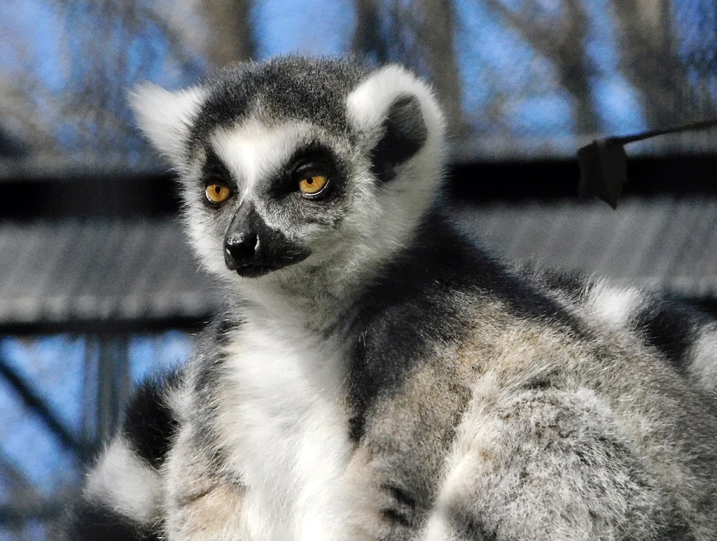 ワオキツネザル(夢見ヶ崎動物公園)