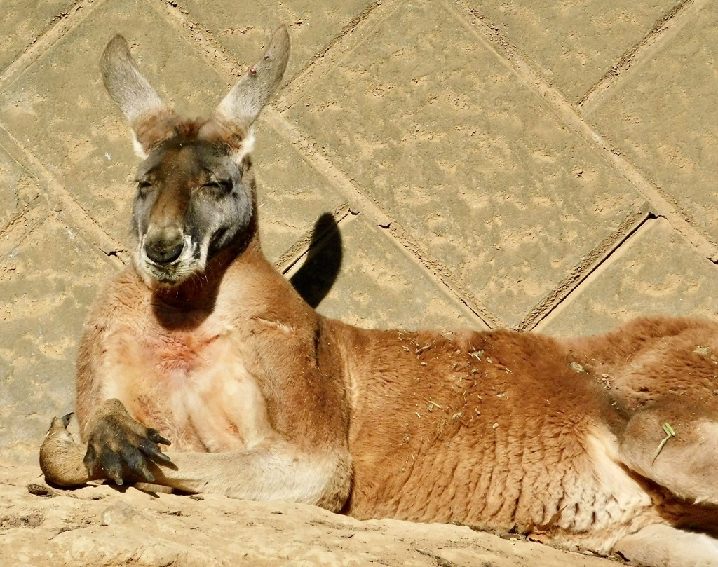 アカカンガルー(多摩動物公園)