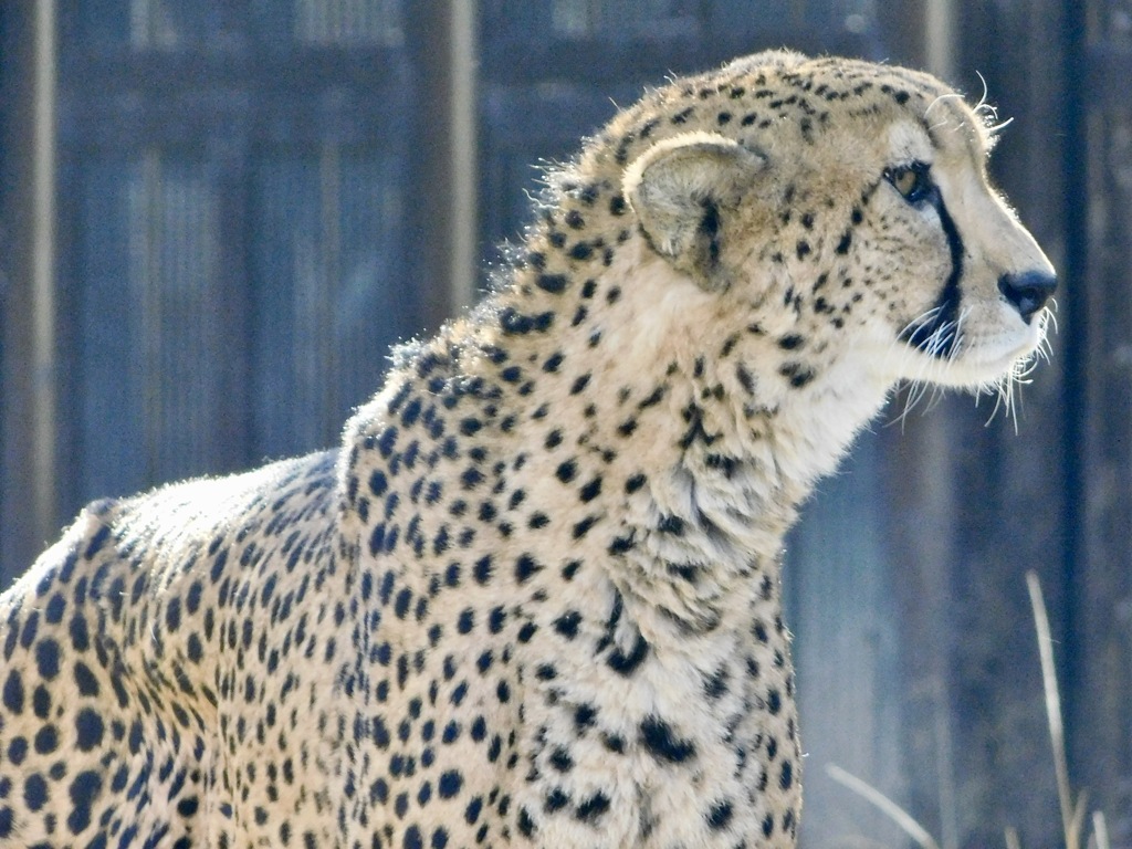 チーター(多摩動物公園)