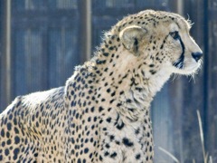 チーター(多摩動物公園)