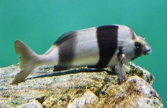 マグパイパーチ(葛西臨海水族園)