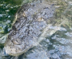 水から顔を出すイリエワニ(上野動物園)