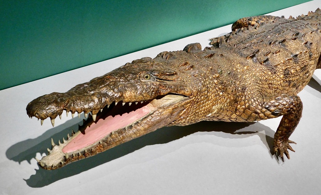 アメリカワニの剥製(国立科学博物館)