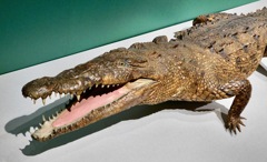 アメリカワニの剥製(国立科学博物館)
