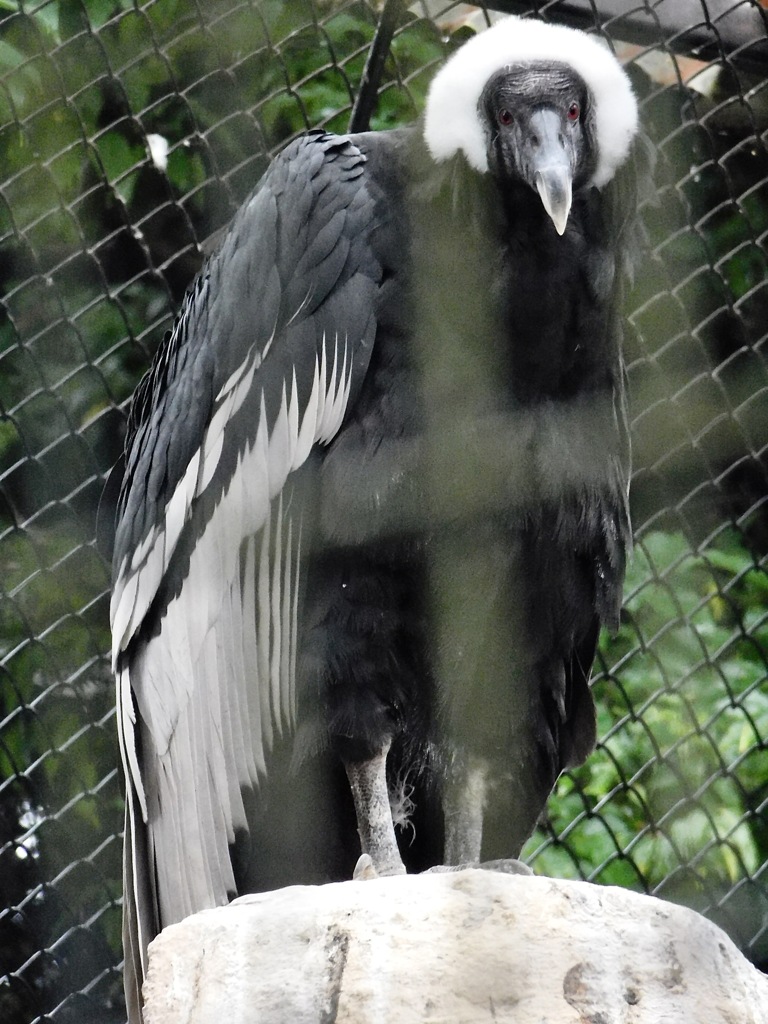 コンドル(野毛山動物園)