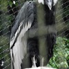 コンドル(野毛山動物園)