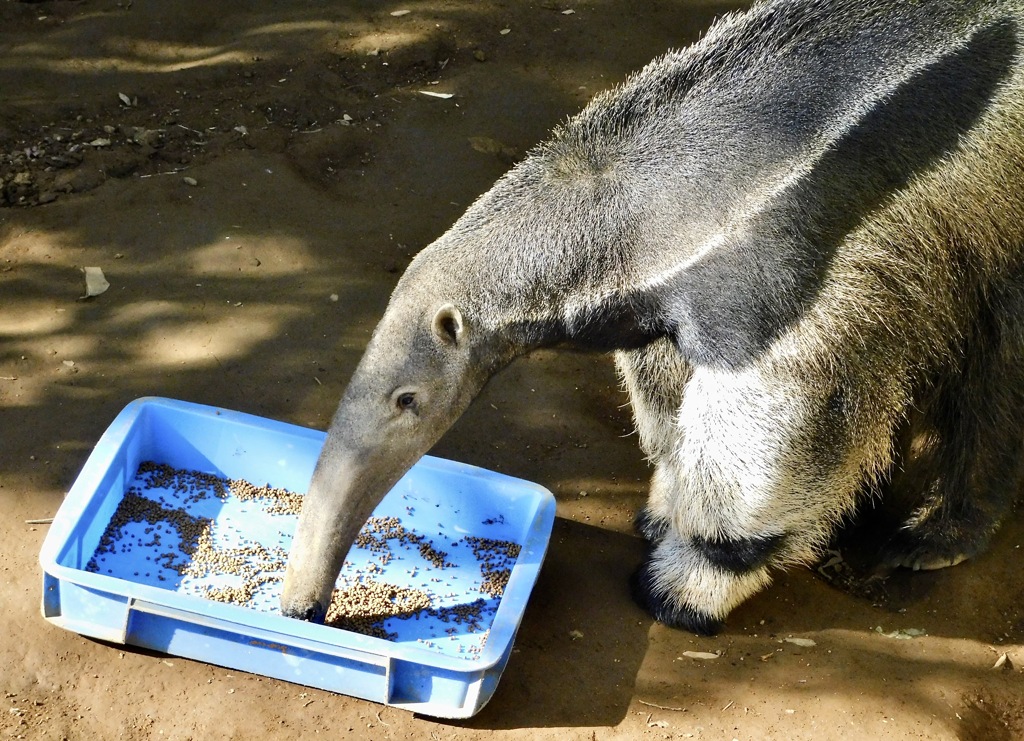 餌を食べるオオアリクイ(江戸川区自然動物園)