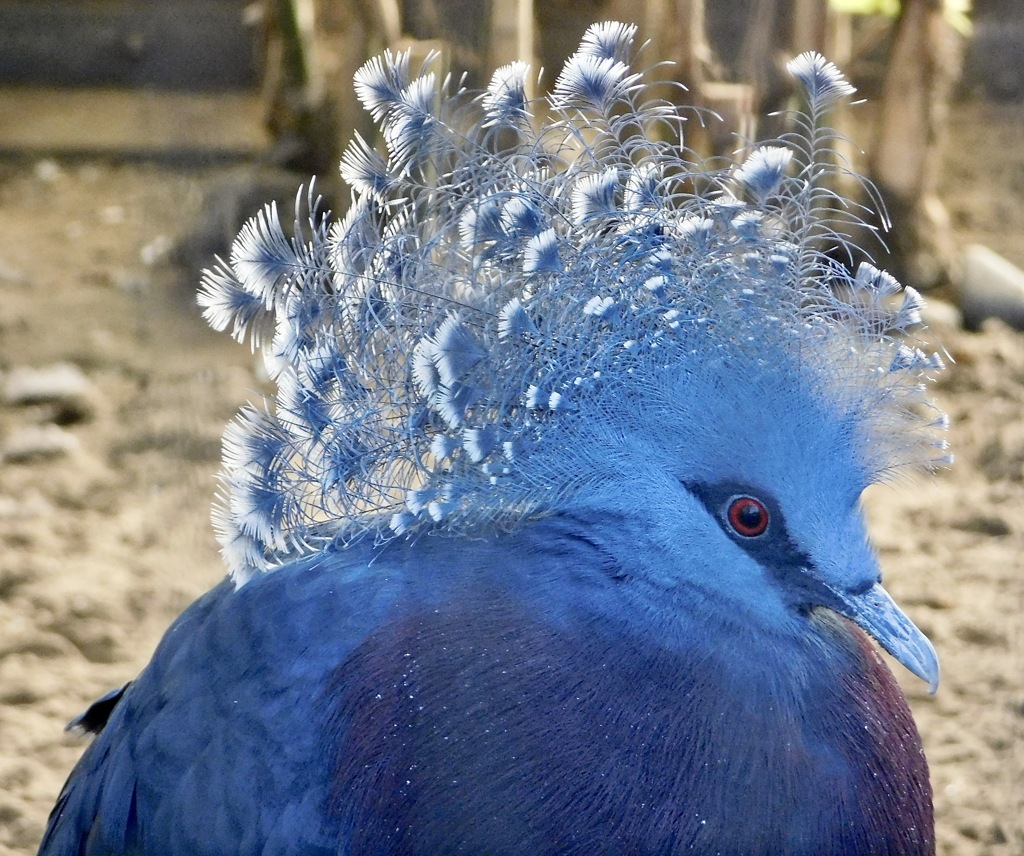 オウギバト(江戸川区自然動物園)