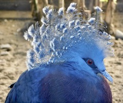 オウギバト(江戸川区自然動物園)