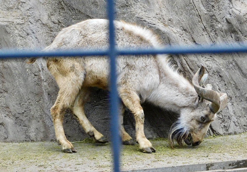 マーコール(夢見ヶ崎動物公園)