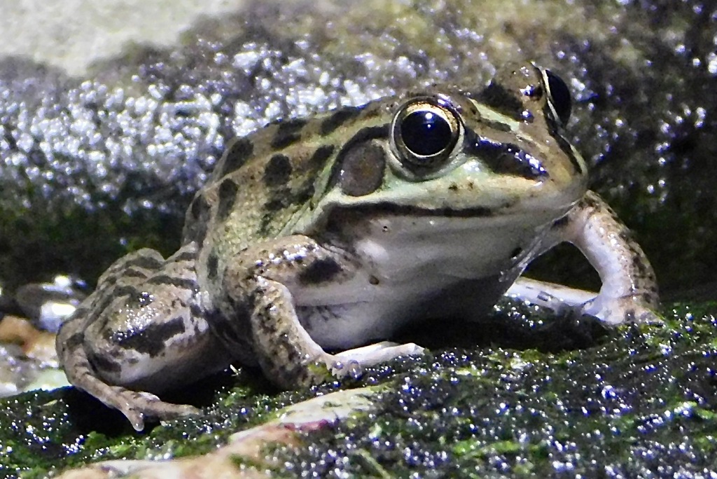 トウキョウダルマガエル(井の頭自然文化園)