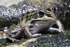 トウキョウダルマガエル(井の頭自然文化園)