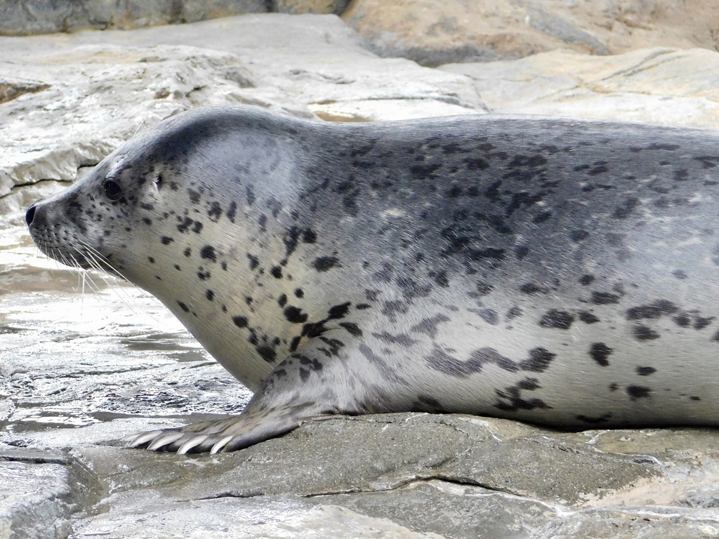 ゴマフアザラシ(しながわ水族館)