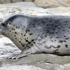 ゴマフアザラシ(しながわ水族館)