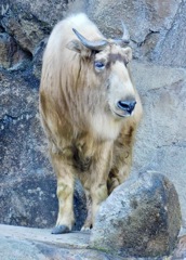 ゴールデンターキン(多摩動物公園)