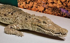 シャムワニの剥製(国立科学博物館)