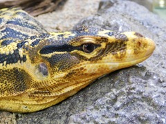 ミンダナオミズオオトカゲ(足立区生物園)