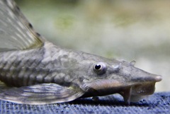 ロイヤルファロウェラ(カワスイ　川崎水族館)