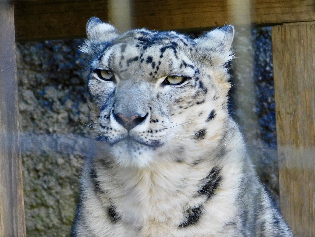 ユキヒョウ(多摩動物公園)