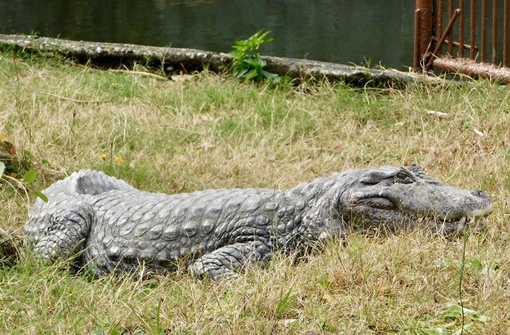 クチヒロカイマン(熱川バナナワニ園)