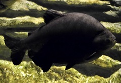 ブラックコロソマ(カワスイ　川崎水族館)