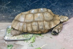 ケヅメリクガメ(夢見ヶ崎動物公園)