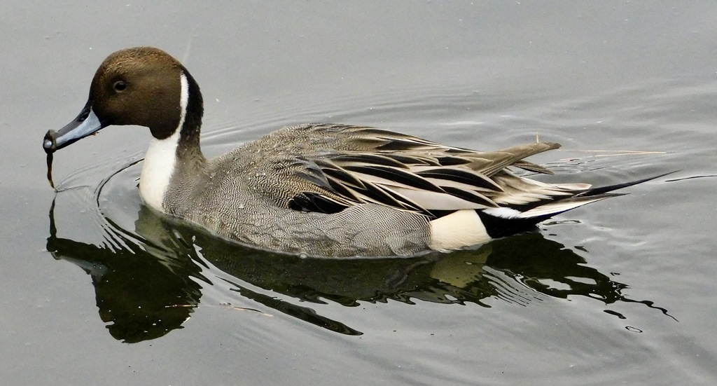 オナガガモ(しながわ区民公園)