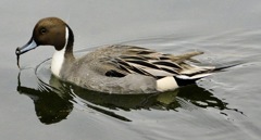 オナガガモ(しながわ区民公園)