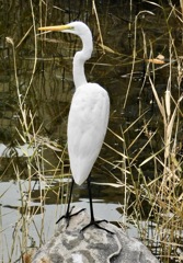 ダイサギ(しながわ区民公園)