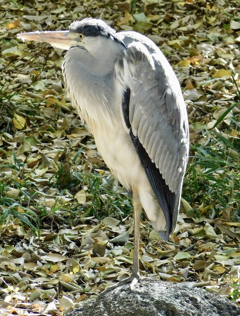 野生のアオサギ(上野動物園)