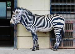 ハートマンヤマシマウマ(夢見ヶ崎動物公園)