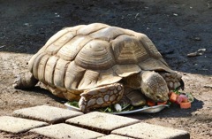餌を食べるケヅメリクガメ(夢見ヶ崎動物公園)