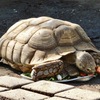 餌を食べるケヅメリクガメ(夢見ヶ崎動物公園)