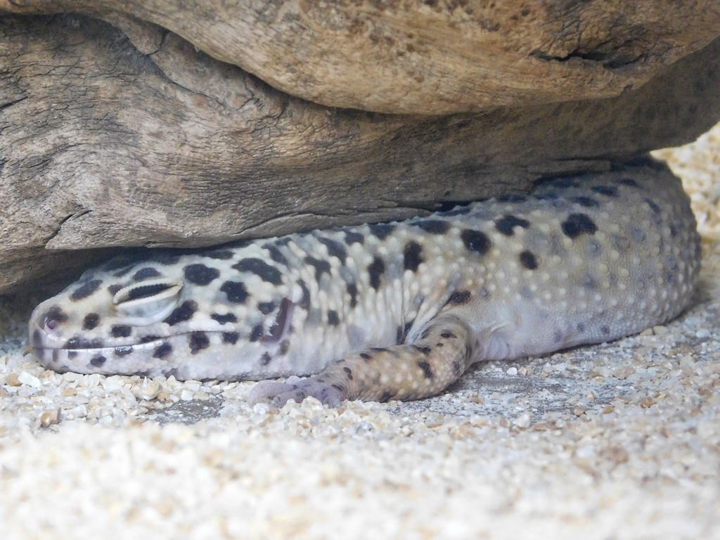 ヒョウモントカゲモドキ(上野動物園)