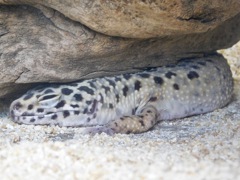 ヒョウモントカゲモドキ(上野動物園)