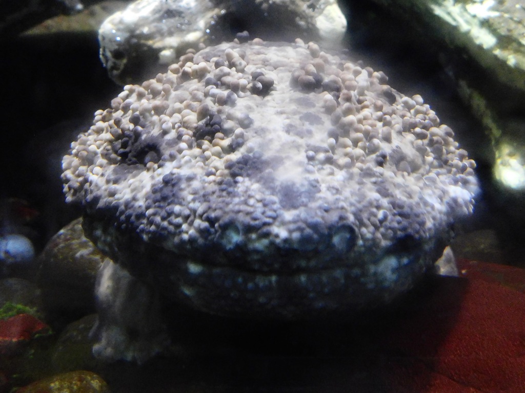 オオサンショウウオ(井の頭自然文化園)