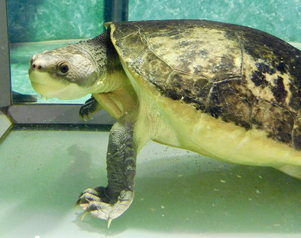 ブランダーホルストカブトガメ(足立区生物園)