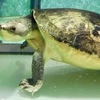 ブランダーホルストカブトガメ(足立区生物園)