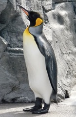 オウサマペンギン(葛西臨海水族園)