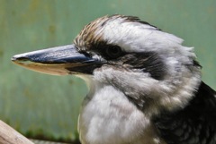 ワライカワセミ(カワスイ　川崎水族館)