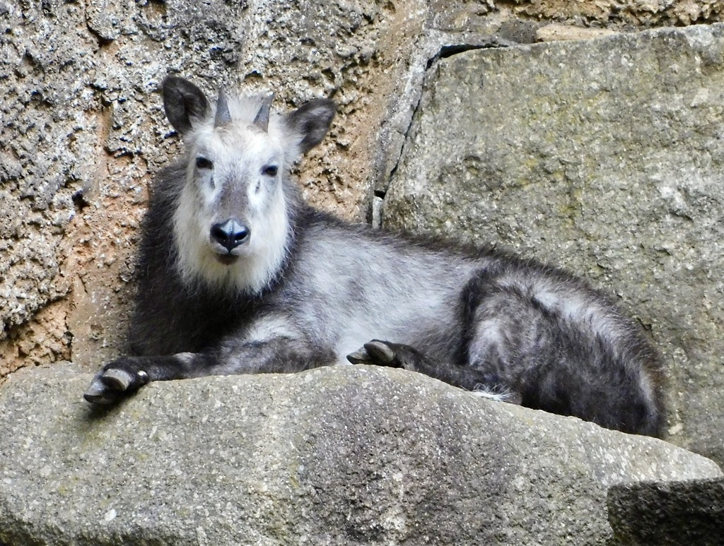 ニホンカモシカ(金沢動物園)