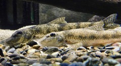 2匹のカマツカ(カワスイ　川崎水族館)