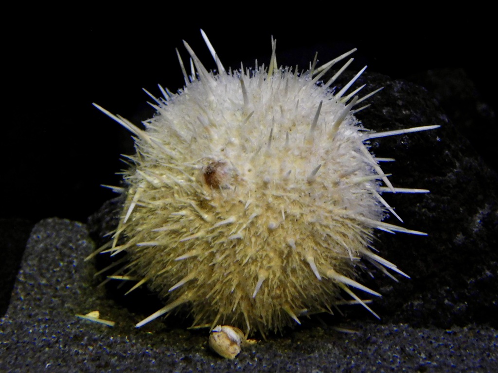 シロウニ(しながわ水族館)
