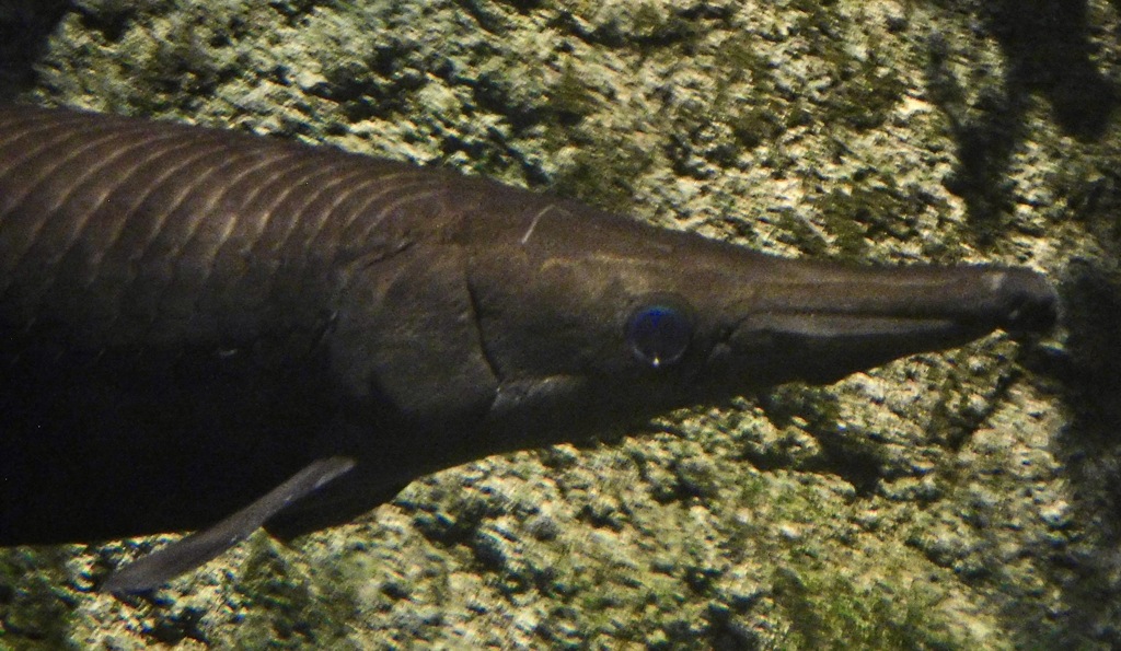 キューバンガー(しながわ水族館)
