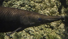 キューバンガー(しながわ水族館)