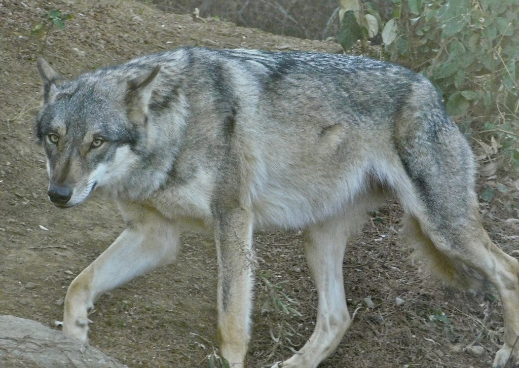 ヨーロッパオオカミ(多摩動物公園)