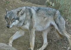 ヨーロッパオオカミ(多摩動物公園)